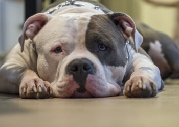 Muore in casa, poi l’orrore: trovano il corpo dilaniato dai suoi pitbull