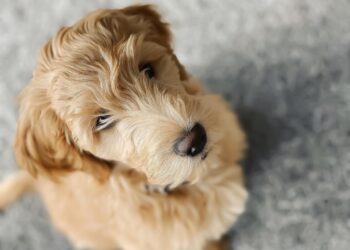 Shock in aeroporto: abbandona il cane e tenta di partire