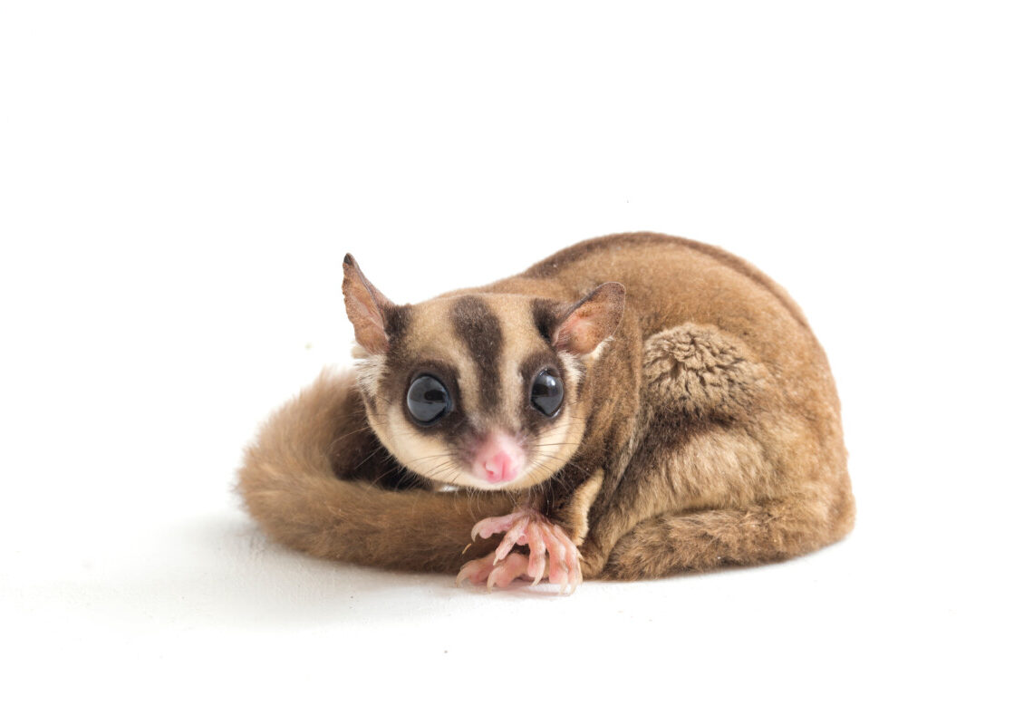 Sembra un pupazzo ma si muove davvero: la scoperta virale in un negozio di souvenir