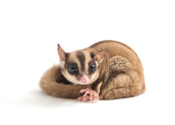 Sembra un pupazzo ma si muove davvero: la scoperta virale in un negozio di souvenir