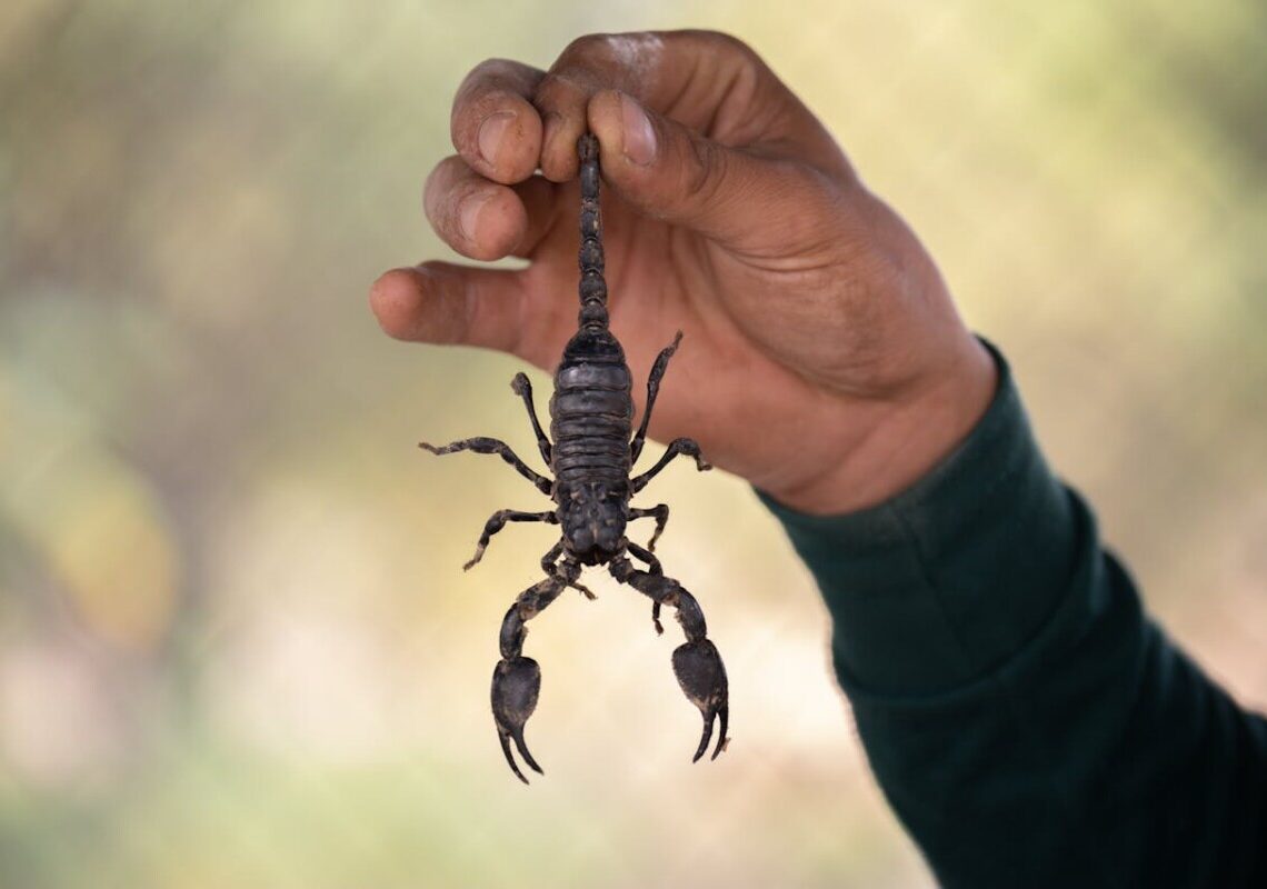 Scorpione vivo in un pacco ordinato online: paura per un giovane