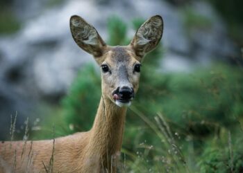 Tragedia nei boschi: ciclista caricato da un capriolo, muore durante l’escursione