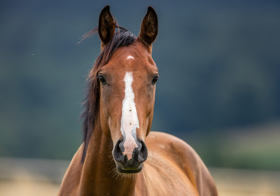 Incidente incredibile: ragazzo si schianta contro un cavallo, è gravissimo