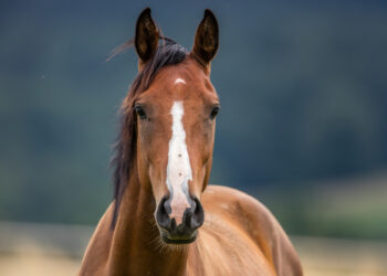 Incidente incredibile: ragazzo si schianta contro un cavallo, è gravissimo