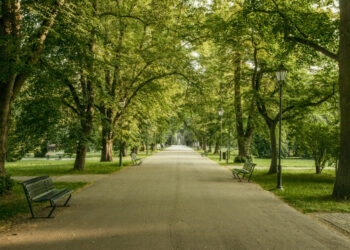 Orrore nel parco pubblico: fermato mentre tenta di cucinare un gatto