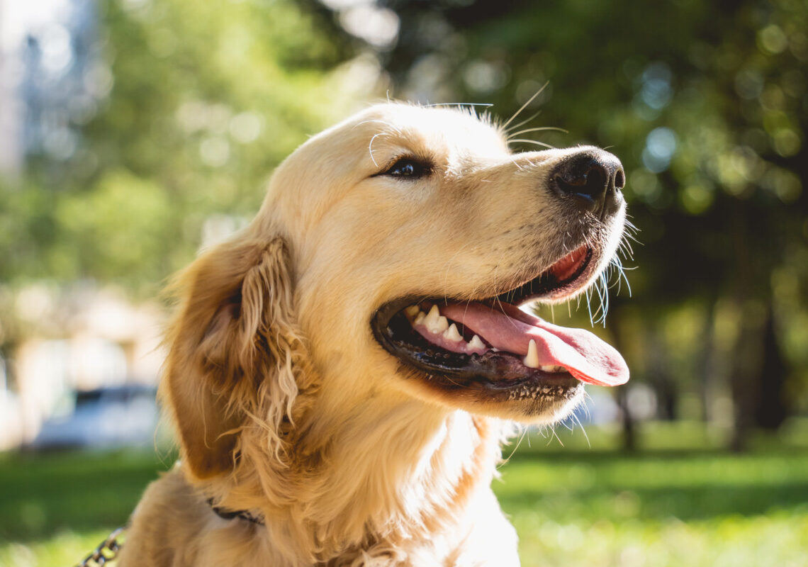 Golden Retriever impazzisce e attacca una bimba: corsa disperata in ospedale