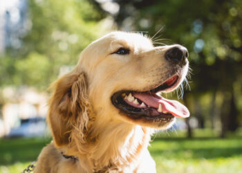 Golden Retriever impazzisce e attacca una bimba: corsa disperata in ospedale