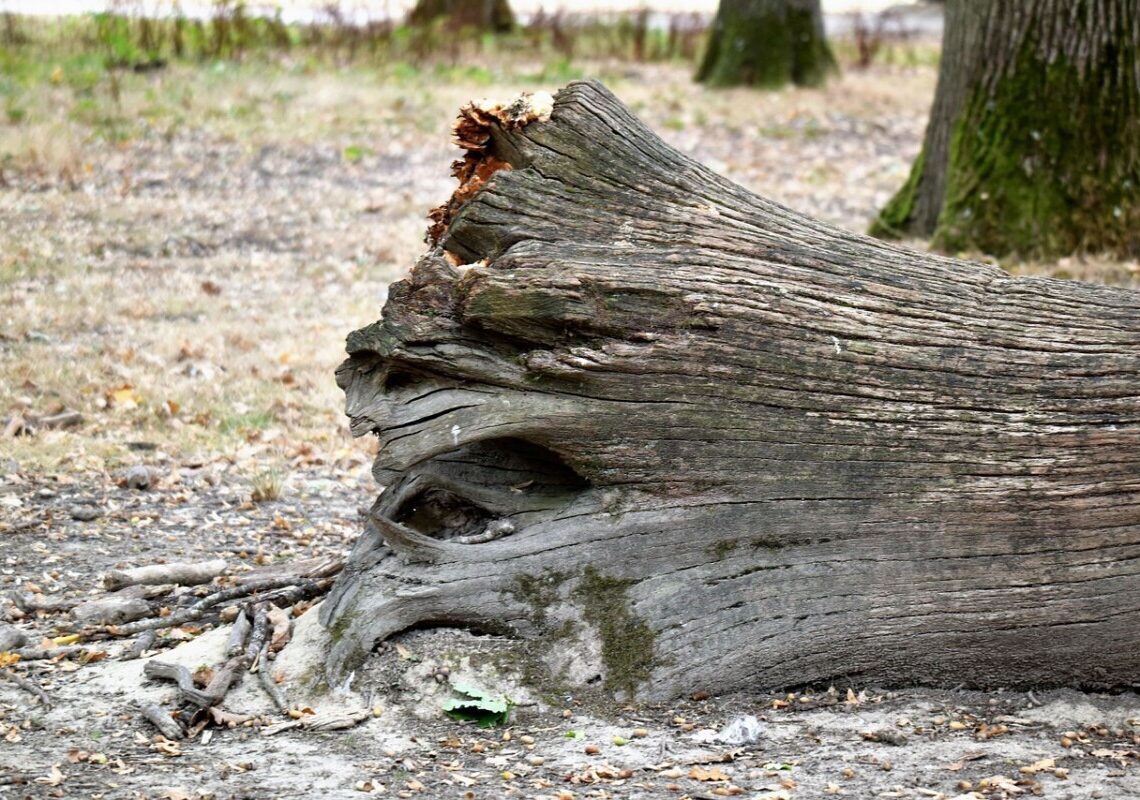 Albero crolla all’improvviso: tragedia devastante in strada