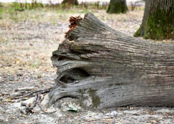 Albero crolla all’improvviso: tragedia devastante in strada