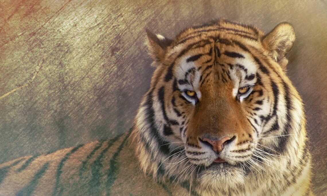 Rete si rompe al circo: tigre libera tra la folla, attimi di terrore