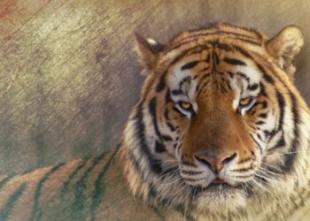 Rete si rompe al circo: tigre libera tra la folla, attimi di terrore