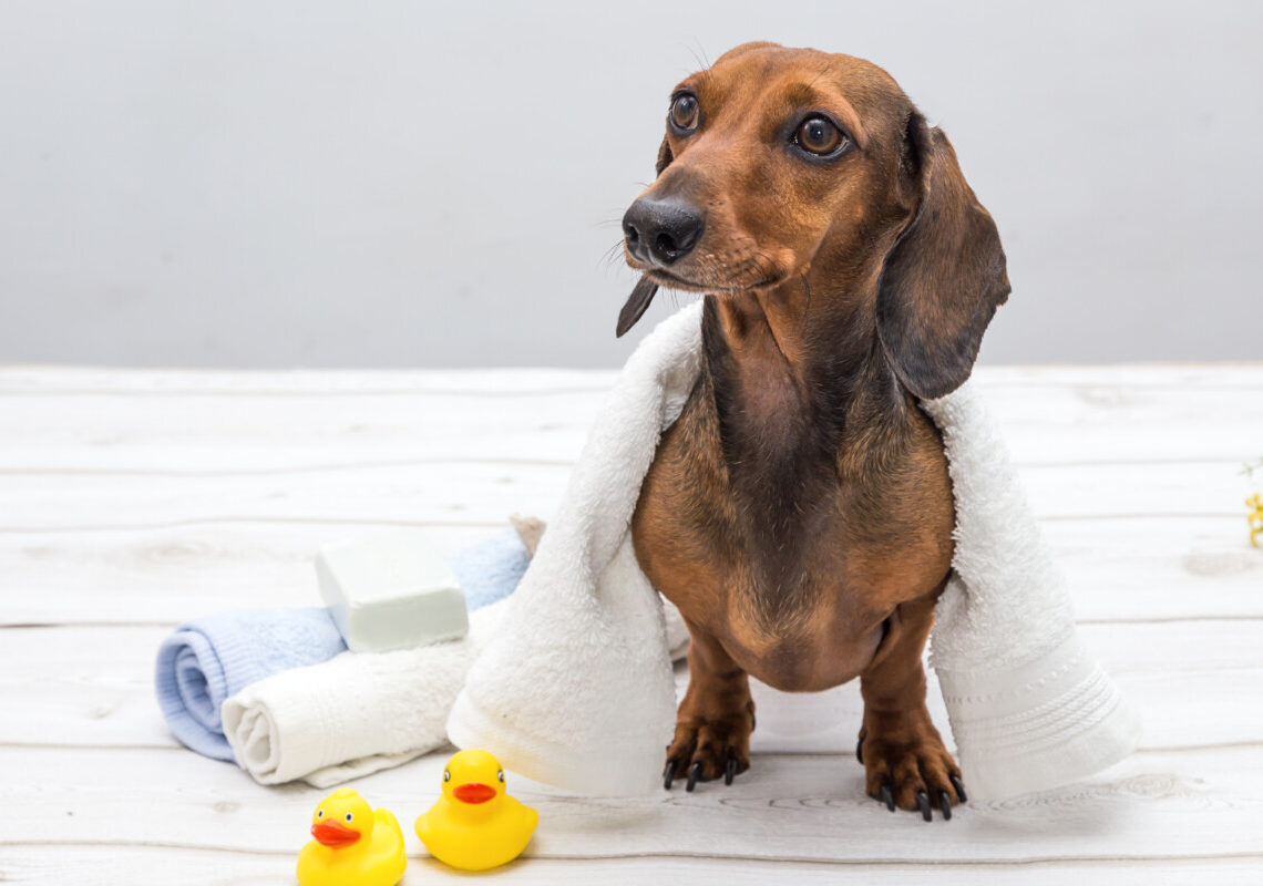 Pet wellness: la nuova ossessione che sta cambiando il modo di avere un cane