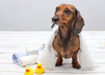 Pet wellness: la nuova ossessione che sta cambiando il modo di avere un cane