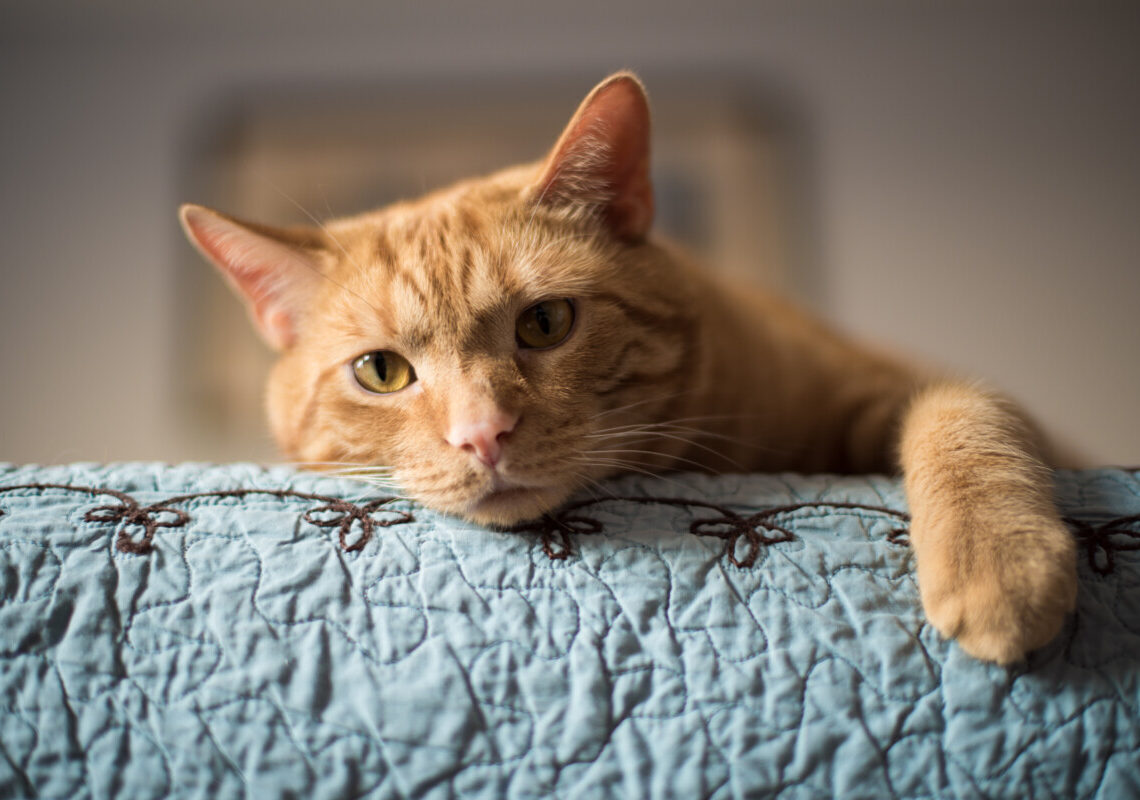 Il tuo gatto ti sveglia alle 4 del mattino? Ecco cosa sta cercando di dirti