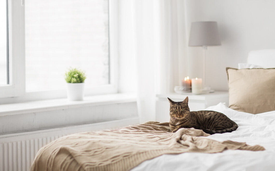 Perché i gatti impastano le coperte? Il significato nascosto dietro questo comportamento