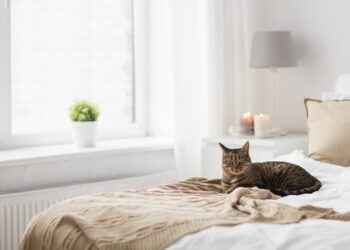 Perché i gatti impastano le coperte? Il significato nascosto dietro questo comportamento