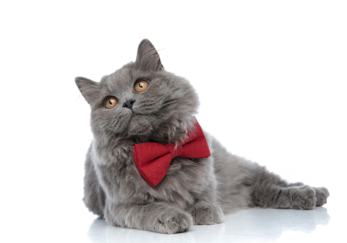 Sempre più persone spendono cifre folli per i gatti: ecco il motivo
