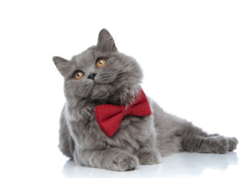 Sempre più persone spendono cifre folli per i gatti: ecco il motivo