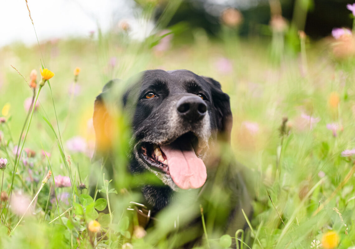 Il trucco che fa vivere i cani più a lungo: cosa fare per cambiare davvero la loro vita
