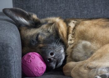 Il tuo cane dorme troppo? Ecco quando il sonno può nascondere un problema