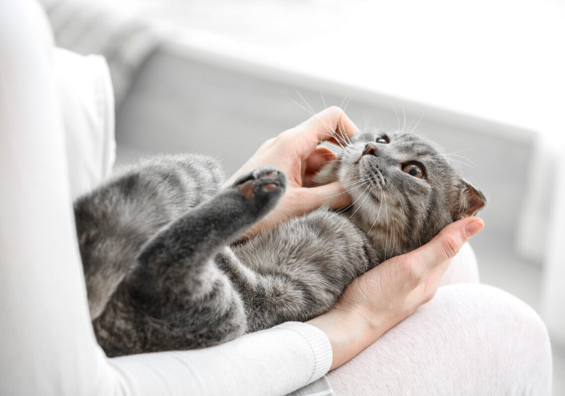 Non è solo dolcezza: ecco cosa significano davvero le fusa del gatto