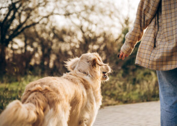 Passeggiate con 35 gradi: gli errori che possono mettere in pericolo il tuo cane
