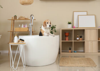 Il cane ti segue anche in bagno? Ecco il significato di questo comportamento