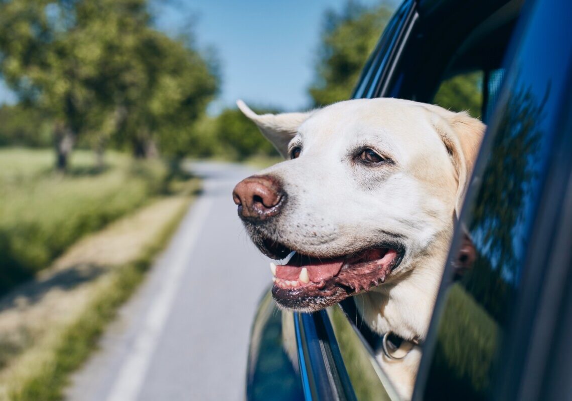 Viaggiare con il cane, gli errori da evitare per una partenza senza stress