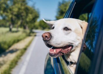 Viaggiare con il cane, gli errori da evitare per una partenza senza stress