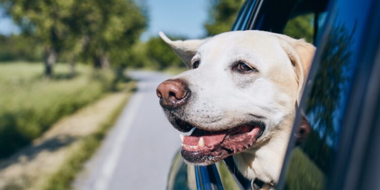 Viaggiare con il cane, gli errori da evitare per una partenza senza stress