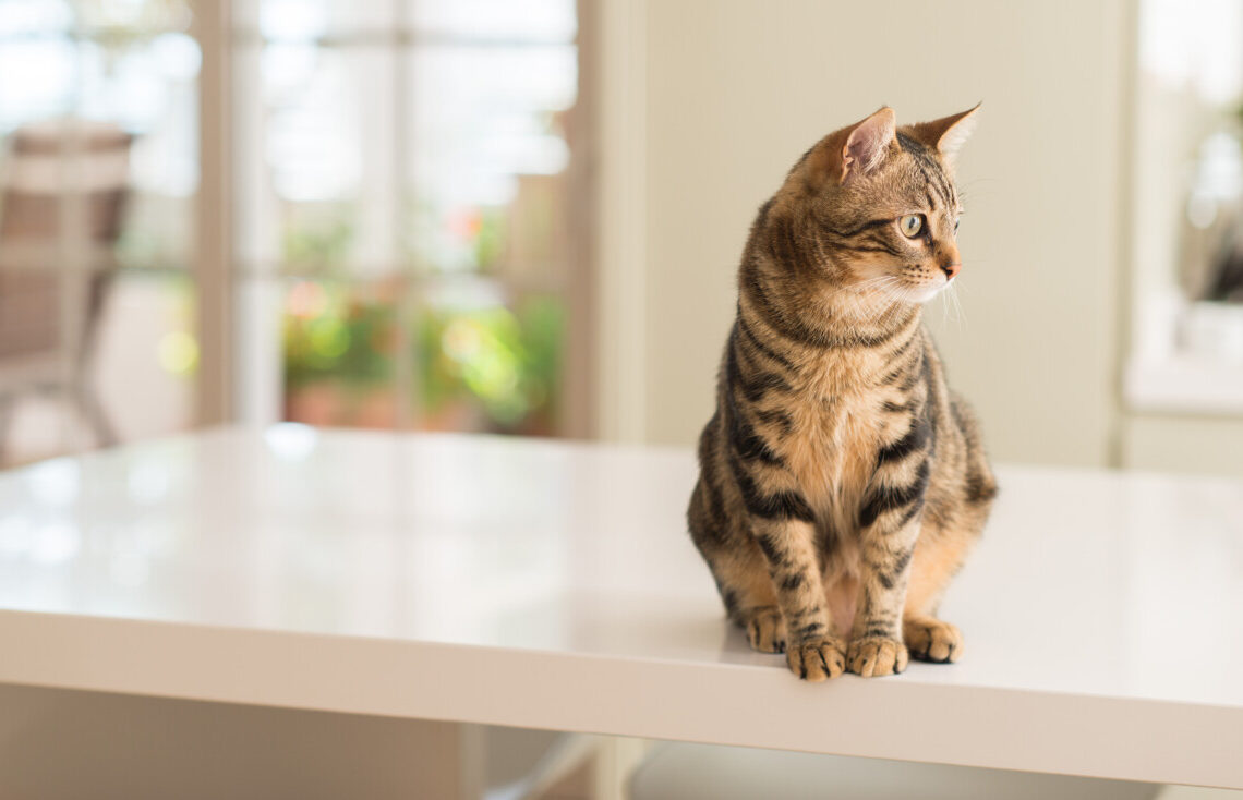 Perché i gatti buttano gli oggetti dal tavolo: il vero motivo dietro questo comportamento