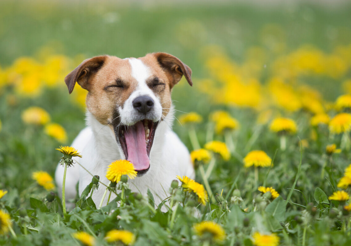 Il tuo cane sbadiglia quando lo rimproveri? Il motivo potrebbe essere molto diverso da quello che pensi