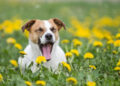 Il tuo cane sbadiglia quando lo rimproveri? Il motivo potrebbe essere molto diverso da quello che pensi