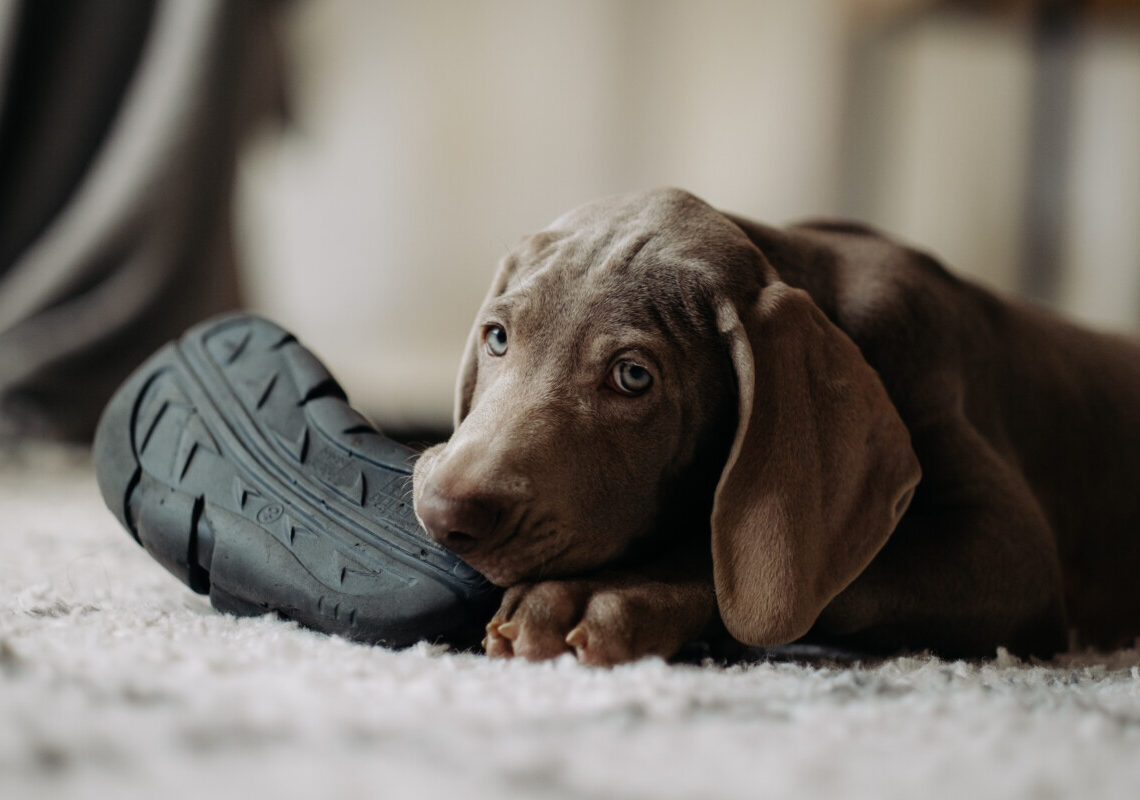 Il tuo cane corre a prendere una scarpa quando rientri: ecco perché lo fa